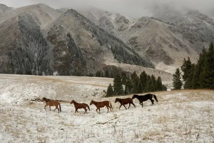 Framed Print : Horses, Tienschan mountain, Kazakhstan Framed Print : Horses, Tienschan mountain, Kazakhstan