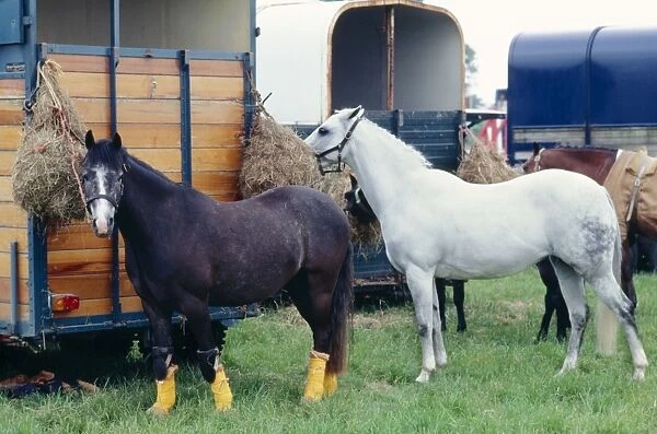 Horses by Trailers JPF 5597 Ponies during a show © Jean-Paul Ferrero  /  ARDEA LONDON