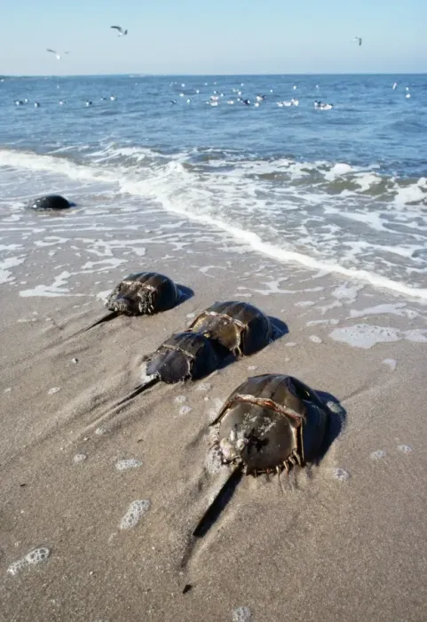 Framed Print : Horseshoe Crab Framed Print : Horseshoe Crab