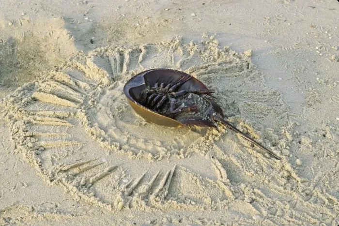 Framed Print : Horseshoe Crab - on back, often found on beach after tide recedes. Reeds Beach, New Jersey, USA Framed Print : Horseshoe Crab - on back, often found on beach after tide recedes. Reeds Beach, New Jersey, USA