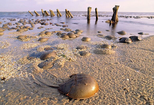 Horseshoe Crab - often found on beach after tide recedes. Sea groynes in background