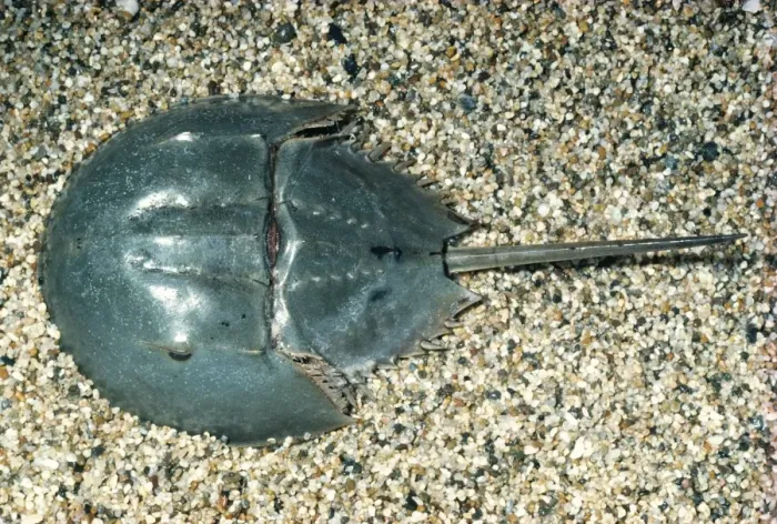 Framed Print : Horseshoe Crab KEL 264 Ocean bottom, East coast of Florida (Merostomata) (Limulus polyphemus) © Ken Lucas / ARDEA LONDON Framed Print : Horseshoe Crab KEL 264 Ocean bottom, East coast of Florida (Merostomata) (Limulus polyphemus) © Ken Lucas / ARDEA LONDON
