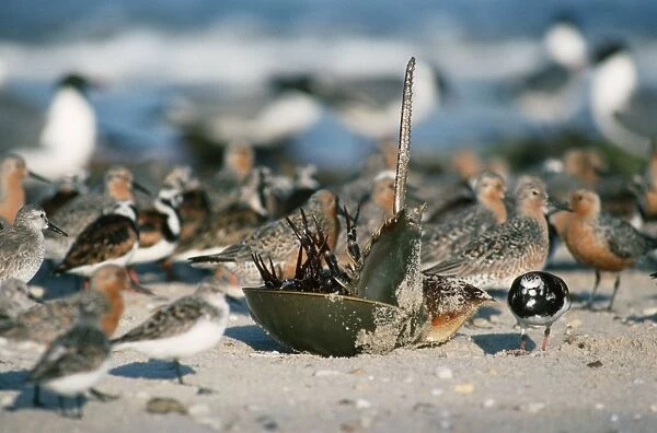 Horseshoe Crab - overturned Delaware Bay Northeast seaboard USA