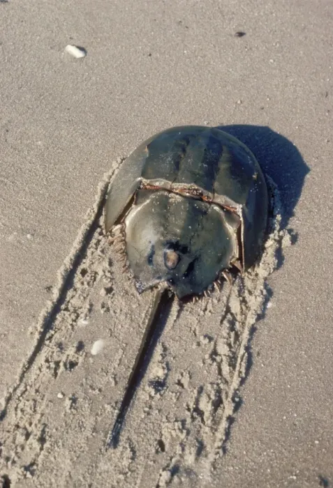 Framed Print : Horseshoe Crab Returning to water Framed Print : Horseshoe Crab Returning to water