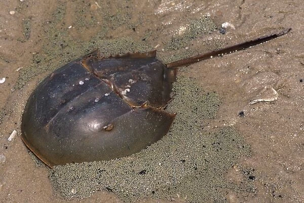 Horseshoe Crab - surrounded by it's eggs Reeds Beach, New Jersey, USA