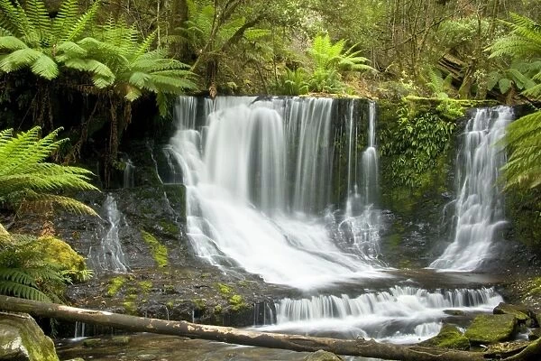 Horseshoe Falls - beautiful horseshoe-shaped waterfall cascades down a moss-covered cliff. It is located in lush temperate rainforest with lots of ground ferns and tree ferns - Mount Field National Park, Tasmania, Australia
