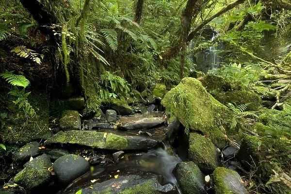 Horseshoe Falls beautiful waterfall and brook amidst lush temperate rainforest with trees and rocks covered with moss and lichen Catlins, Southland, South Island, New Zealand