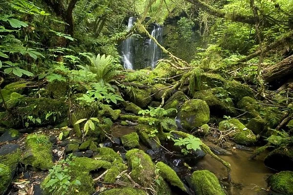 Horseshoe Falls beautiful waterfall and brook amidst lush temperate rainforest with trees and rocks covered with moss and lichen Catlins, Southland, South Island, New Zealand