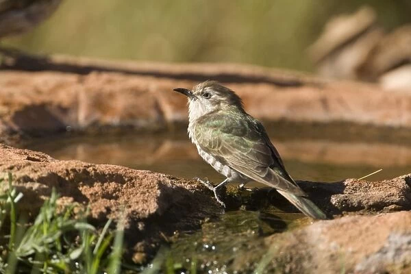 Horsfield's Bronze-Cuckoo - coming to drink at a garden pool in Finke, Northern Territory, Australia