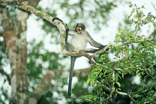 Hose's langur  /  Grey leaf monkey - Hanging from branch - Sabah, Borneo, Malaysia JPF29969