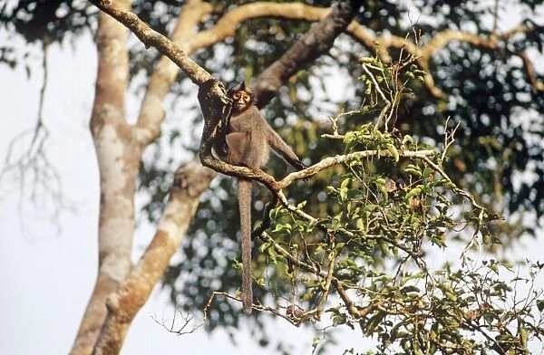 Hose's Langur  /  Grey leaf monkey - In tree - Sabah, Borneo, Malaysia JPF30007