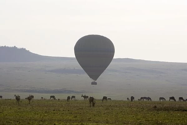 Hot Air Balloon flying over plains during early morning (with Topi in foreground) - Masai Mara - Kenya