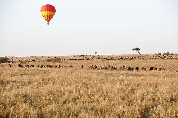 Hot Air Balloon - over grazing animals - Masai Mara - Kenya