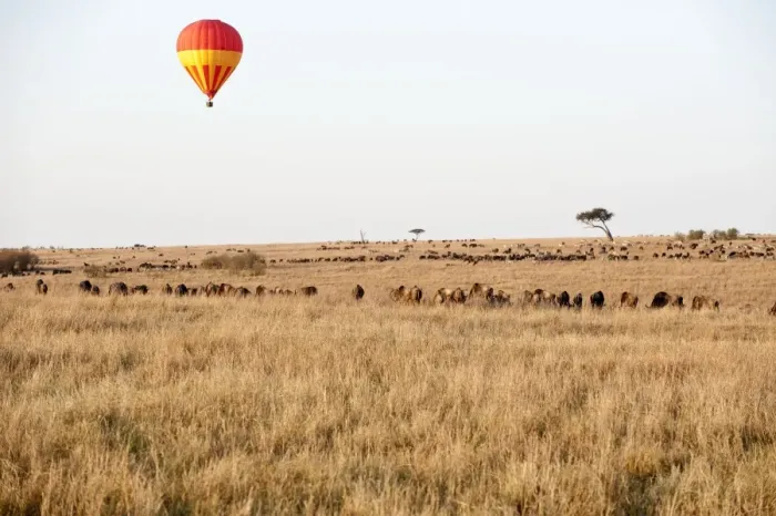 Framed Print : Hot Air Balloon - over grazing animals - Masai Mara - Kenya Framed Print : Hot Air Balloon - over grazing animals - Masai Mara - Kenya