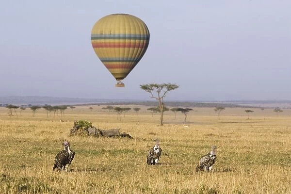 Hot Air Balloon over the Masai Mara - Vultures in foreground - Masai Mara Triangle - Kenya *Digitally removed car in background