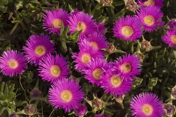 Framed Print : Hottentot Fig (Carpobrotus edulis f. rubescens) from South Africa, widely naturalised in south Europe. Crete