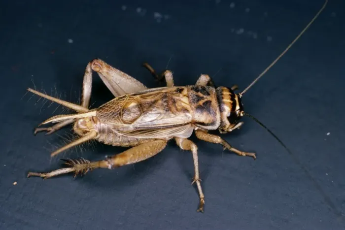 Framed Print : House Cricket Framed Print : House Cricket