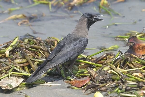 House Crow - On ground by water A widespread resident of India particularly around human habitation and cultivated areas. This bird was on the coast fossicking along the beach. Photographed in Kochi (formerly Cochin) India, Asia