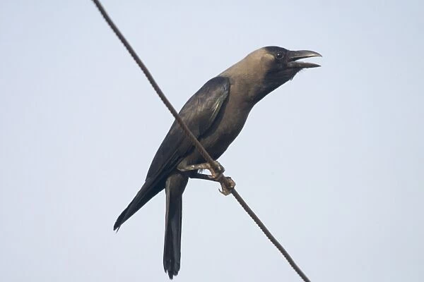 House Crow - Perched on telephone wire A widespread resident of India particularly around human habitation and cultivated areas. Photographed in Goa, India, Asia