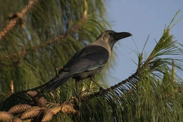 House Crow - In tree Found around human habitations and cultivated areas. At Ootacamund Botanic Gardens, Nilgiri Hills, Western Ghats, South India, Asia