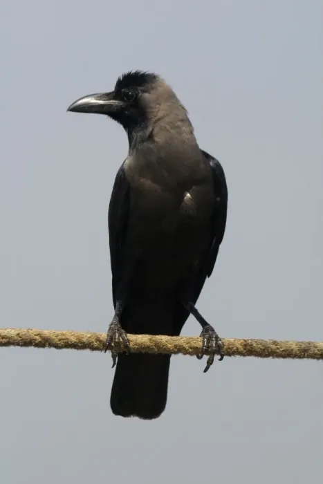 Framed Print : House Crow - A widespread resident of India particularly around human habitation and cultivated areas. This bird was on the coast perched on a rope tied to moored boat. Photographed in Kochi (formerly Cochin) India, Asia Framed Print : House Crow - A widespread resident of India particularly around human habitation and cultivated areas. This bird was on the coast perched on a rope tied to moored boat. Photographed in Kochi (formerly Cochin) India, Asia