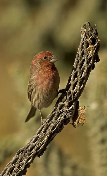 House Finch - On cactus. Abundant species with range in western U. S. and Mexico and Eastern U. S. - Found in semiarid lowlands and slopes up to about 6000 feet - Introduced in the east in the1940s where its range is rapidly expanding- especially in