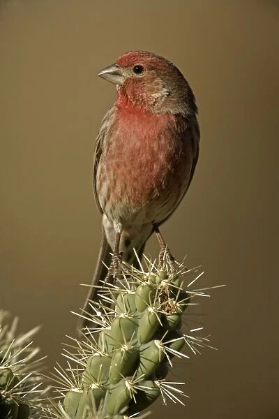 House Finch - On cactus. Abundant species with range in western U. S. and Mexico and Eastern U. S. - Found in semiarid lowlands and slopes up to about 6000 feet - Introduced in the east in the1940s where its range is rapidly expanding- especially in
