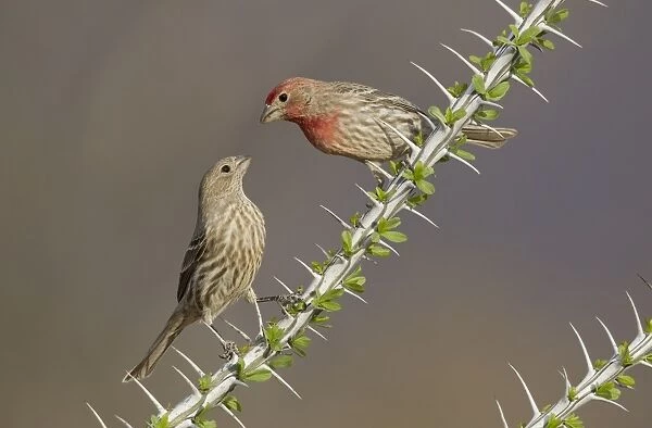 House Finch - male and female - Southeast Arizona - March - USA