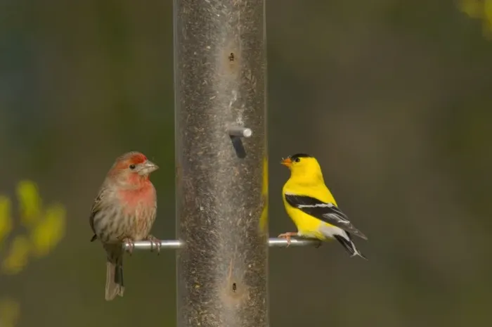 Framed Print : House Finch - male, with male American Goldfinch (Carduelis tristis) North America. _TPL7557 Framed Print : House Finch - male, with male American Goldfinch (Carduelis tristis) North America. _TPL7557