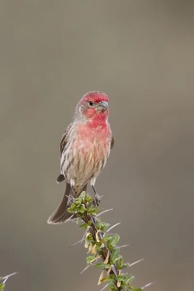 House Finch - male - Southeast Arizona - March - USA