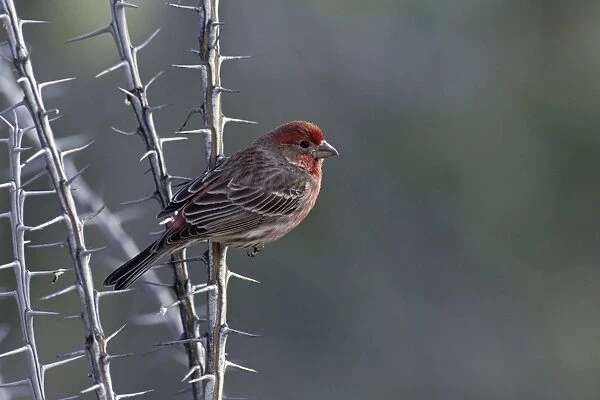 House Finch - On ocotillo - Arizona, USA - Abundant species with range in western U. S. and Mexico and Eastern U. S. - Found in semiarid lowlands and slopes up to about 6000 feet - Introduced in the east in the1940s where its range is rapidly
