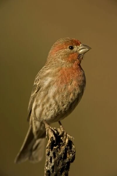 House Finch - Perched on cactus - Arizona, USA - Abundant species with range in western U. S. and Mexico and Eastern U. S. - Found in semiarid lowlands and slopes up to about 6000 feet - Introduced in the east in the1940s where its range is rapidly