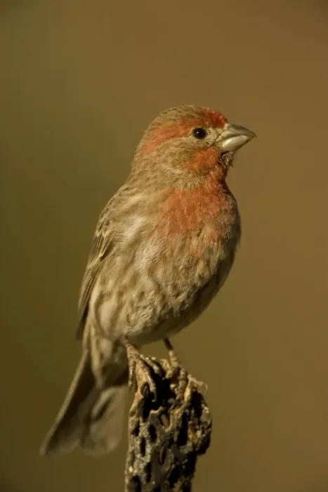 Framed Print : House Finch - Perched on cactus - Arizona, USA - Abundant species with range in western U. S. and Mexico and Eastern U. S. - Found in semiarid lowlands and slopes up to about 6000 feet - Introduced in the east in the1940s where its range is rapidly Framed Print : House Finch - Perched on cactus - Arizona, USA - Abundant species with range in western U. S. and Mexico and Eastern U. S. - Found in semiarid lowlands and slopes up to about 6000 feet - Introduced in the east in the1940s where its range is rapidly