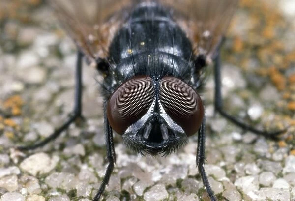 House Fly - showing compound eyes
