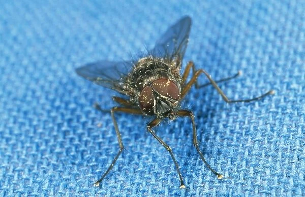 House Fly SPH 2685 On tablecloth, UK Diptera muscidae © Steve Hopkin  /  ardea. com