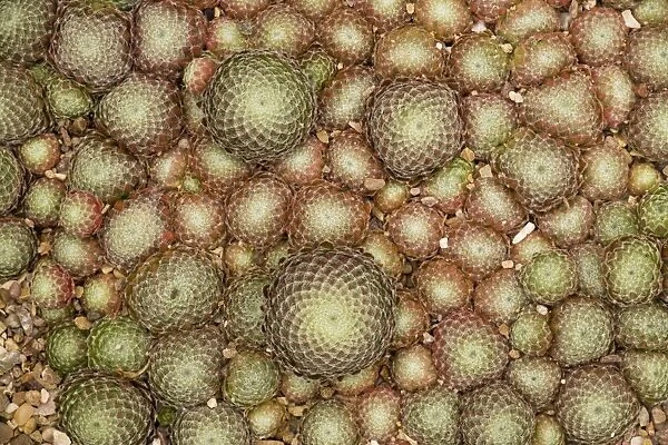 A house-leek (Sempervivum ciliosum) rosettes