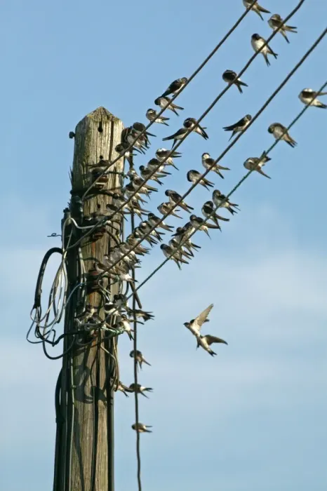 Framed Print : House Martin - Collecting on electricity wires before migration - September - Breckland - Norfolk - UK Framed Print : House Martin - Collecting on electricity wires before migration - September - Breckland - Norfolk - UK