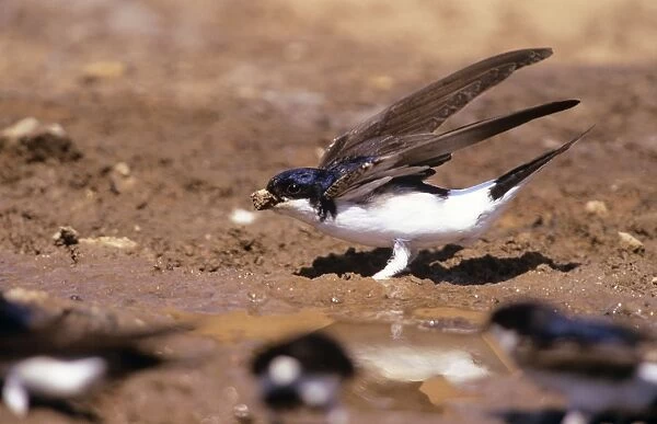 House Martin - collecting mud to build nest