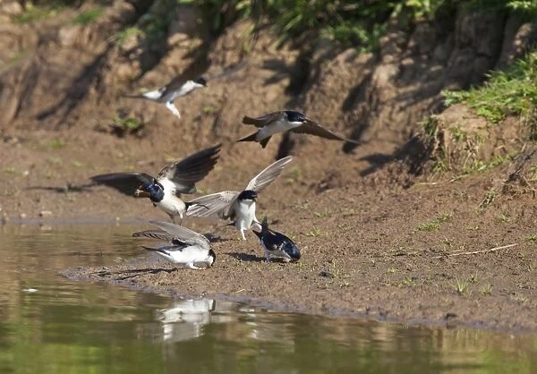 House Martin - Collecting mud for nest building together with a Swallow - May - Breckland - Norfolk - UK
