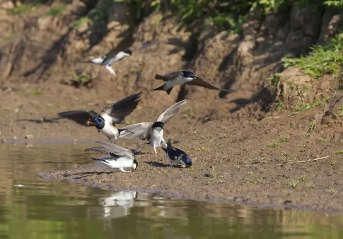 Framed Print : House Martin - Collecting mud for nest building together with a Swallow - May - Breckland - Norfolk - UK Framed Print : House Martin - Collecting mud for nest building together with a Swallow - May - Breckland - Norfolk - UK