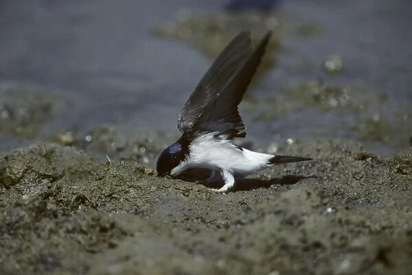 House Martin - Collecting Mud for Nest Lesbos, Greece BI006896
