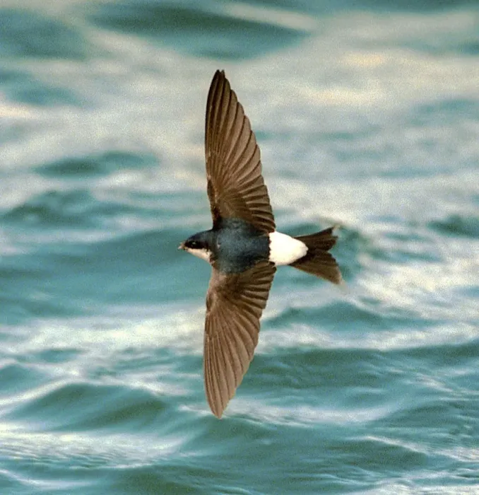 Framed Print : House Martin In flight, over water Framed Print : House Martin In flight, over water