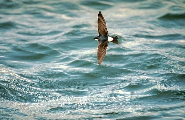 House Martin In flight, over water