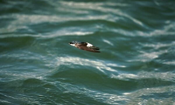 House Martin In flight over water