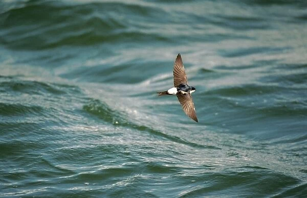House Martin In fllight over water