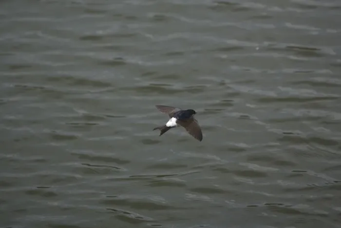 Framed Print : House Martin hawking over water for food Framed Print : House Martin hawking over water for food