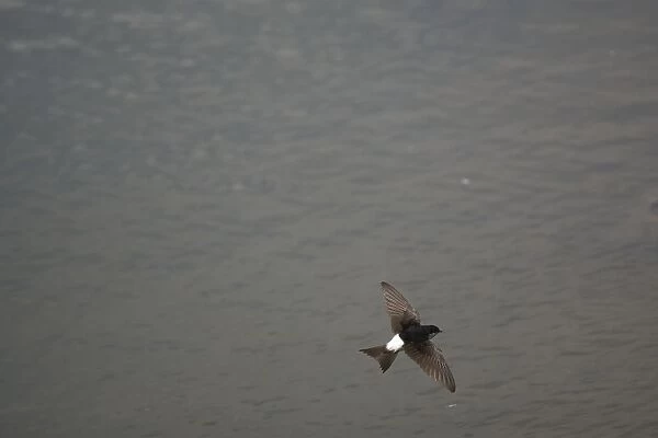 House Martin hawking over water for food