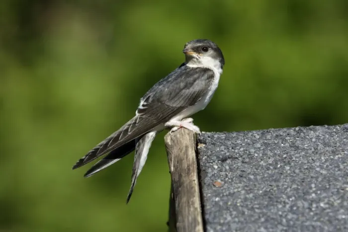 Framed Print : House Martin - Juvenile sitting on roof Lower Saxony, Germany Framed Print : House Martin - Juvenile sitting on roof Lower Saxony, Germany