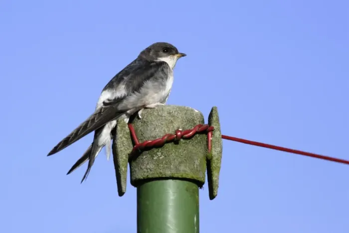 Framed Print : House Martin - Juvenile on washing line post Lower Saxony, Germany Framed Print : House Martin - Juvenile on washing line post Lower Saxony, Germany