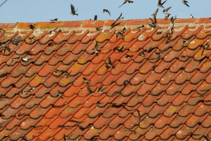 Framed Print : House Martin - Juveniles and adults sunning their selves on roof top - September - Norfolk - UK Framed Print : House Martin - Juveniles and adults sunning their selves on roof top - September - Norfolk - UK